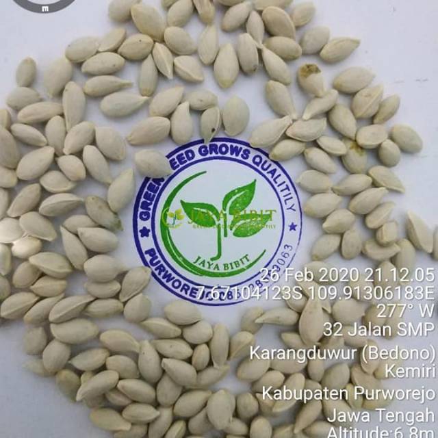 Biji jeruk citroen JC(japance citroen)