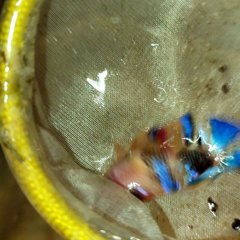 female nemo koi galaxy