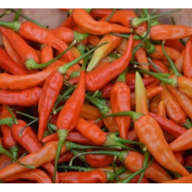 

cabe rawit merah/cengek domba