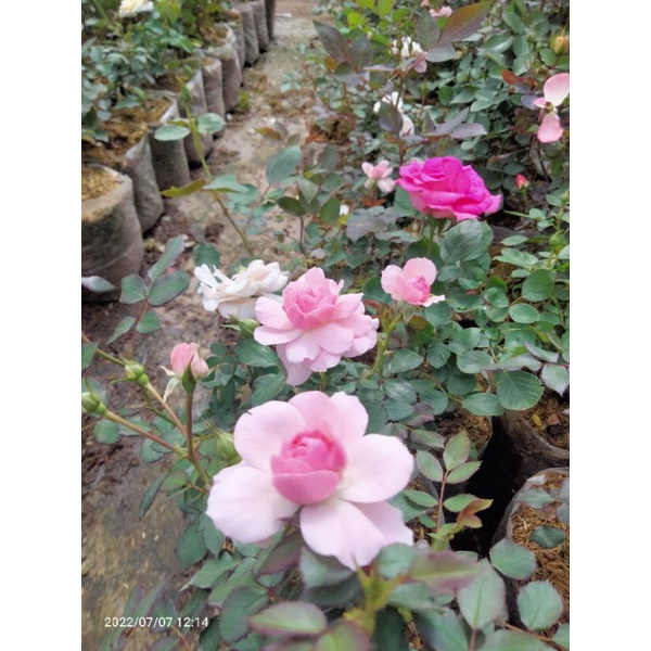 mawar import pink rosario