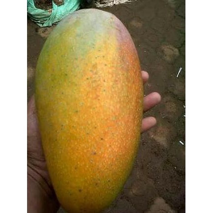 Bibit Tanaman Buah Mangga Kio Jay 60Cm T3Rk1Ni