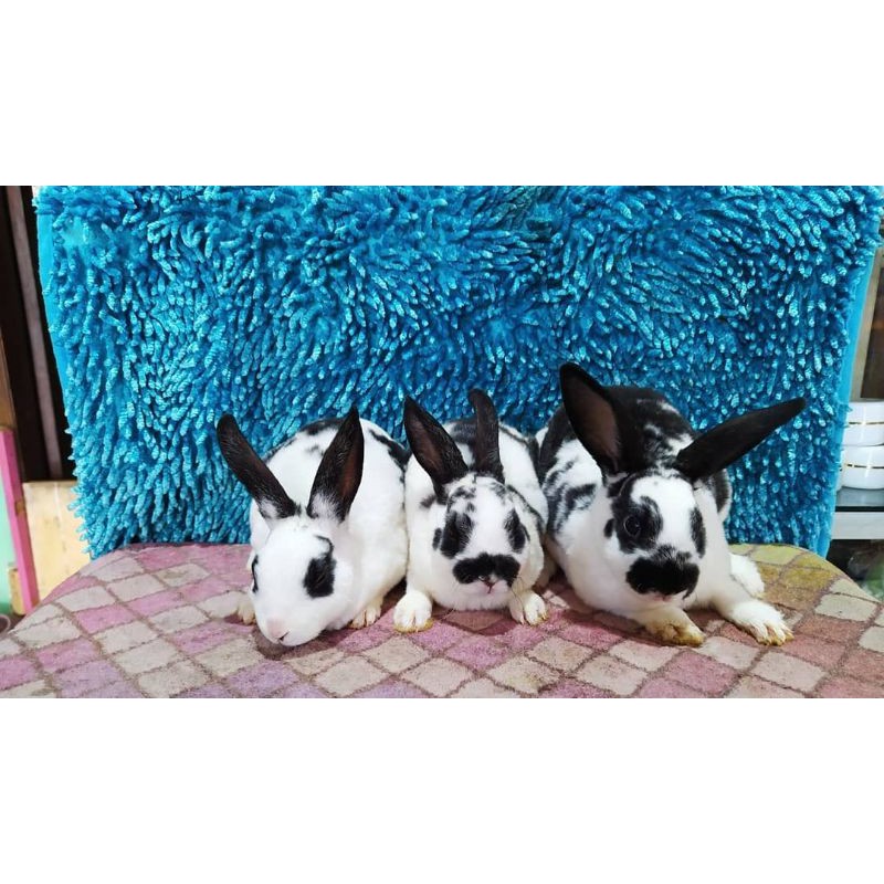 KELINCI MINI REX PURE
