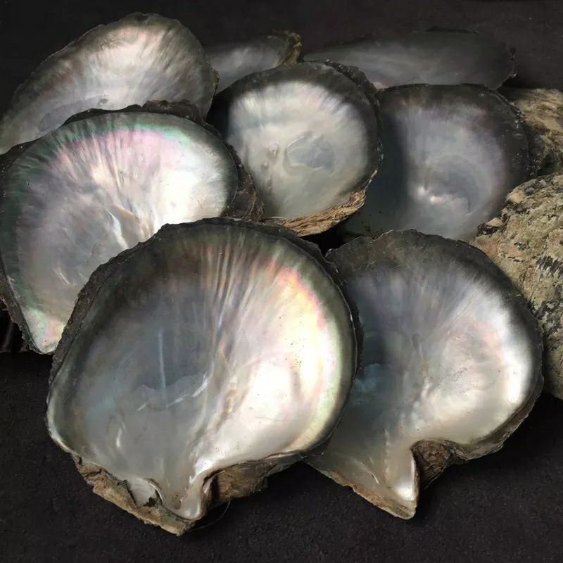 CANGKANG KERANG MUTIARA TIRAM PIRING (PINCTADA MAXIMA) BISA UNTUK PIRING SAJI CAFE/RESTO