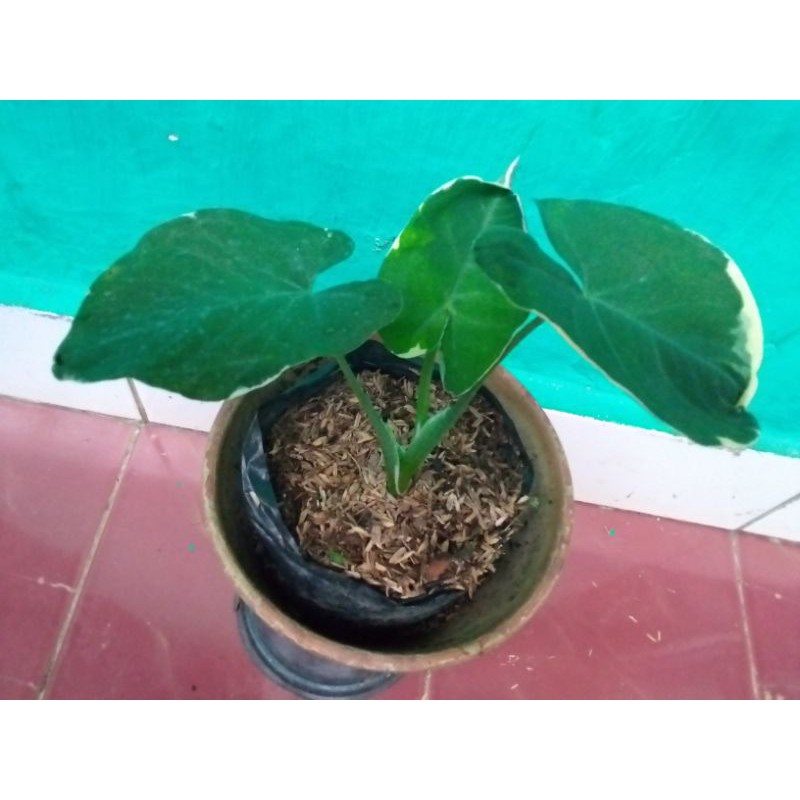 tanaman  keladi ekor tikus / alocasia stingray