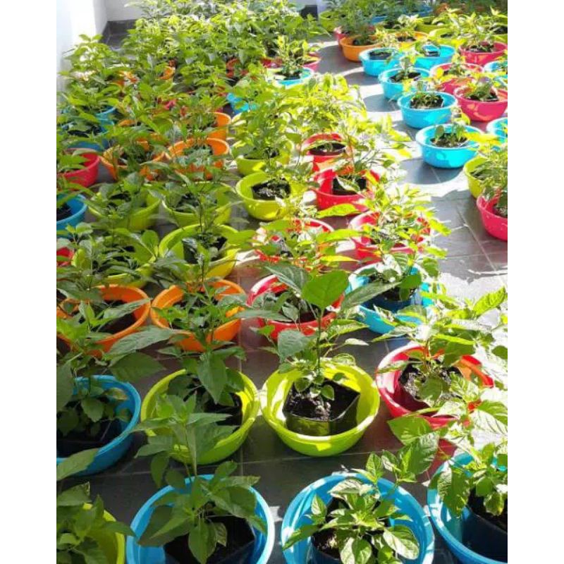 bibit cabai rawit bibit unggul berkualitas