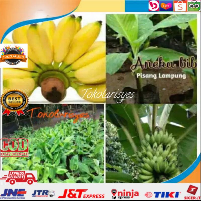 Bibit Pohon Pisang Lampung / Buah Pisang Lampung