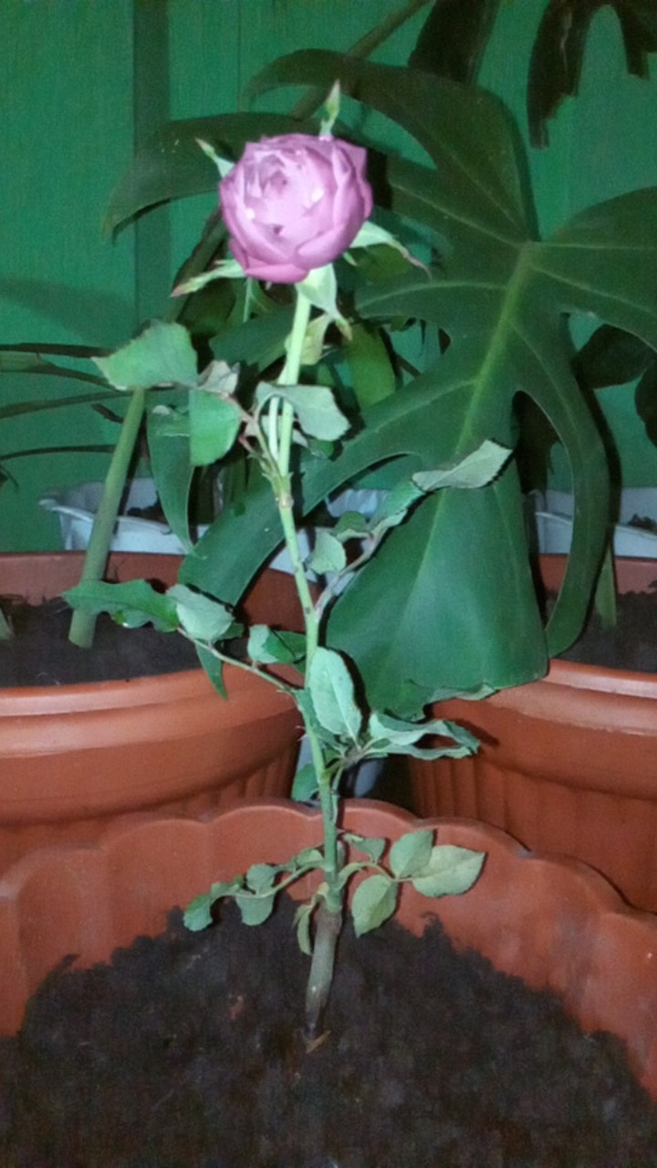 Tanaman Hias Mawar Tanpa Duri