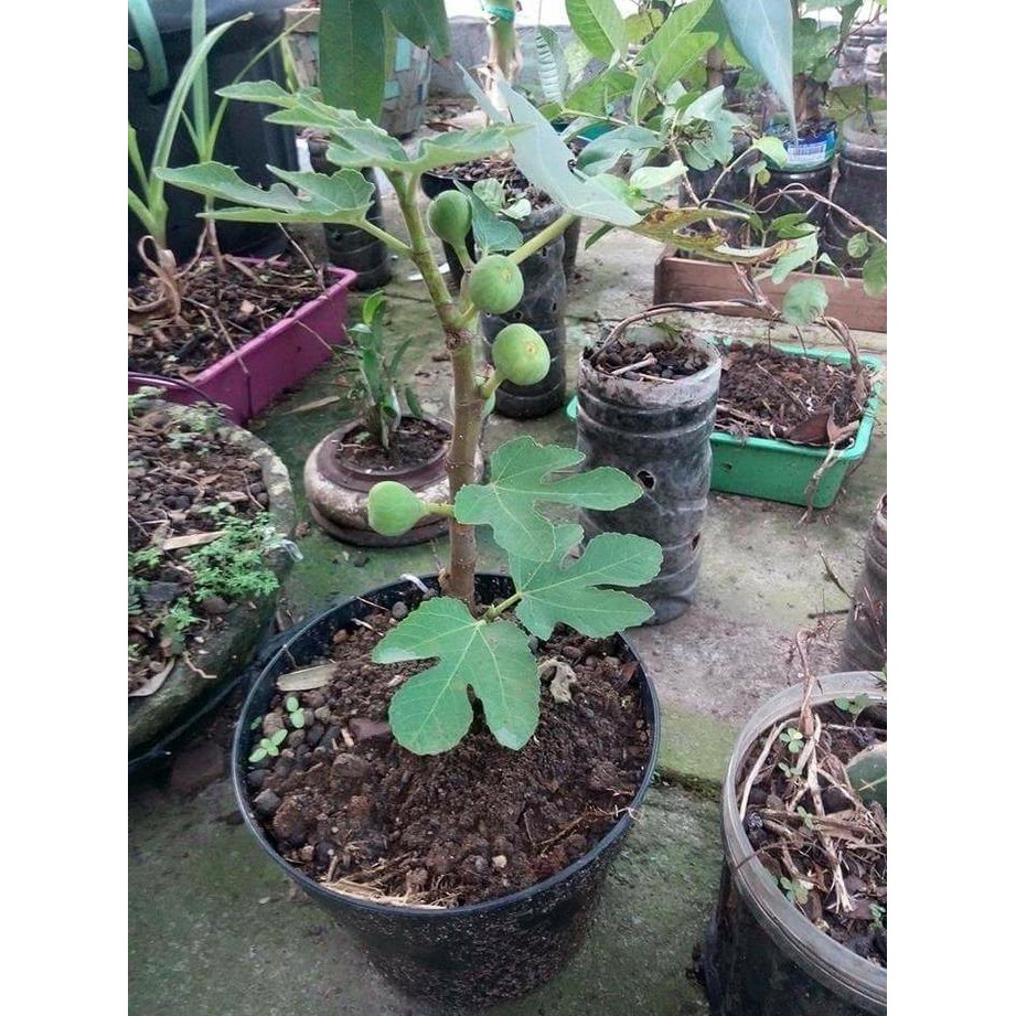 BIBIT BUAH TIN SUDAH BERBUAH BSSG