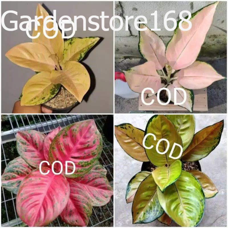 Promo Baru 4 Bibit Aglonema golden love,wulandari,sultan brunai,kocin sutra Bibit asli original