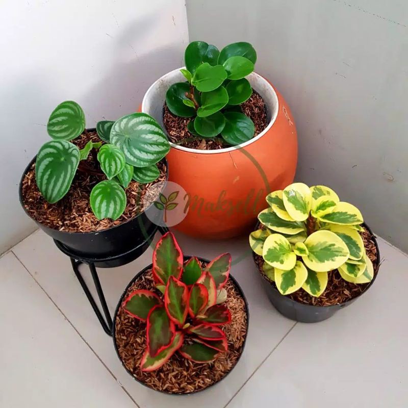 Paket 4 peperomia  tanaman  hias peperomia  Shopee Indonesia