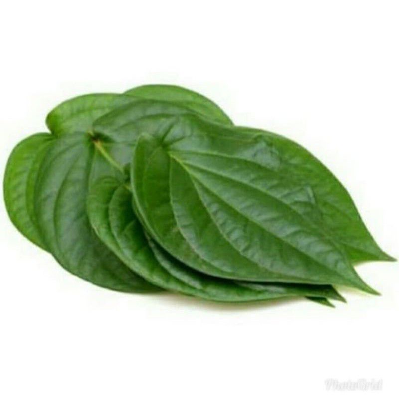 

Daun Sirih Hijau Segar 200Gram Obat Herbal Daun Sereuh
