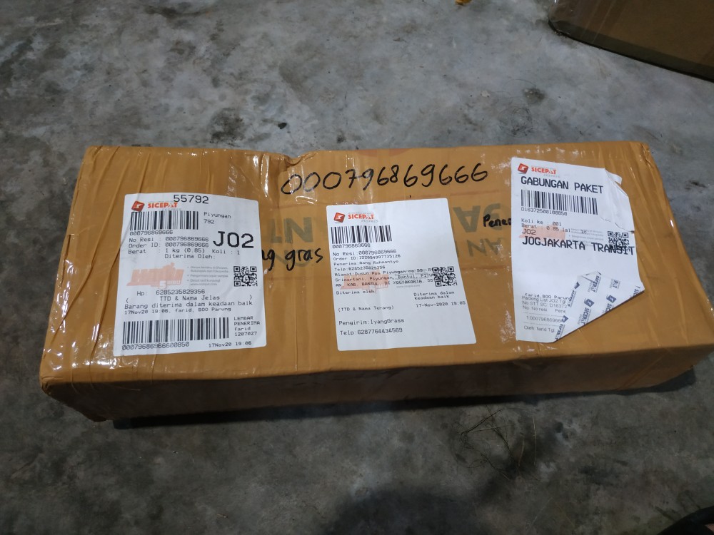 Benih /bibitan Tanaman Hias Philodendron Dragon