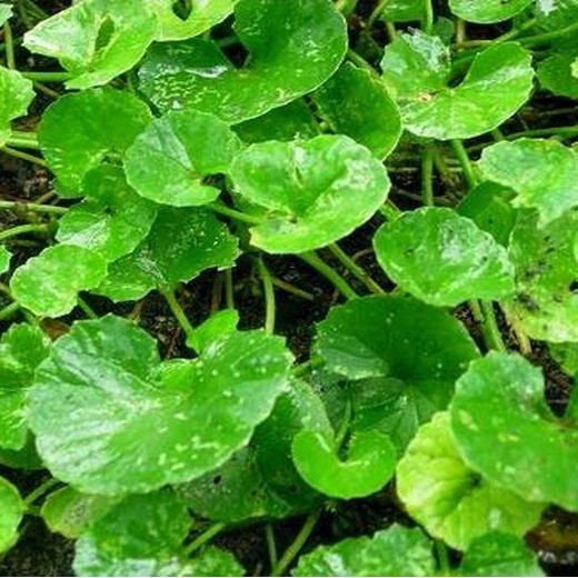 Tanaman Herbal Pegagan/Obat Herbal Pegagan/Bibit Tanaman Pegagan/Pegagan