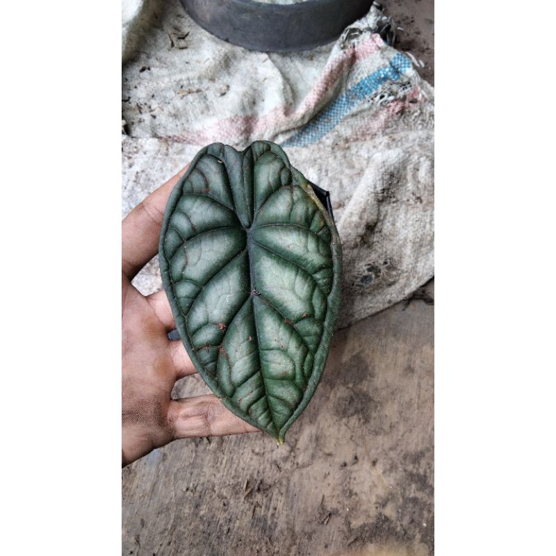 alocasia dragon scale