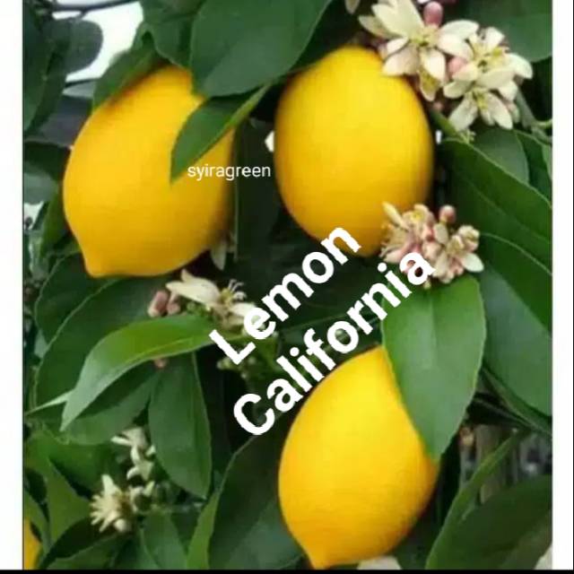 bibit jeruk lemon California