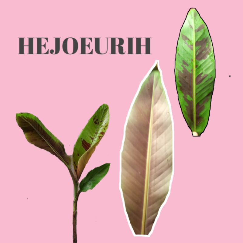 Tanaman hias banana Blood's