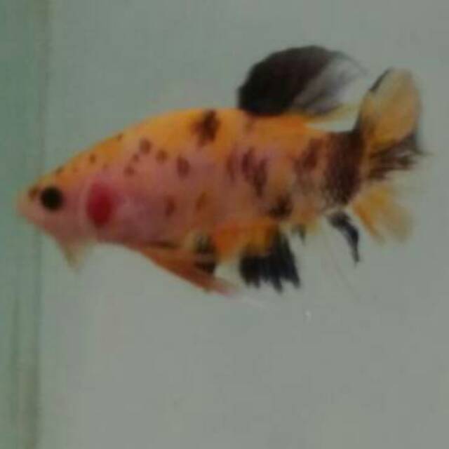Cupang Giant Koi Yellow Marsupilami Shopee Indonesia