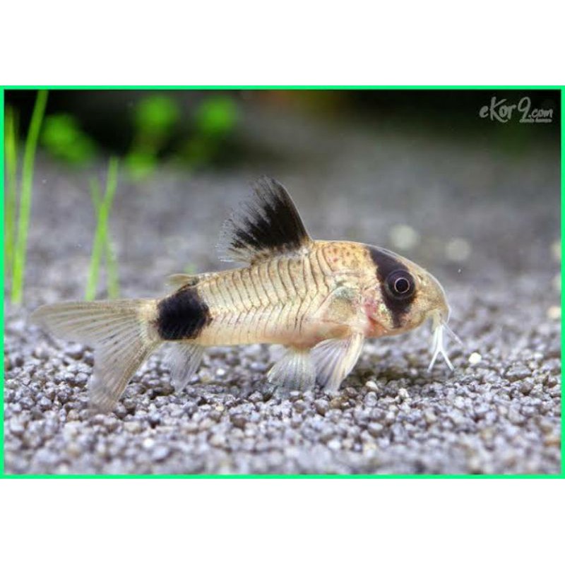 Corydoras Mini Panda