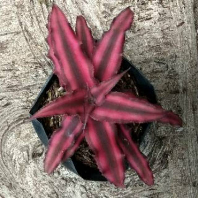 Cryptanthus bivittatus red | Kriptantus merah mini