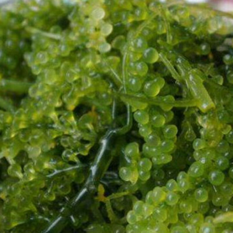 

GROSIR anggur laut / Latoh / sea grapes / green caviar