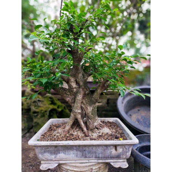 kimeng cangkok / Bahan bonsai kimeng