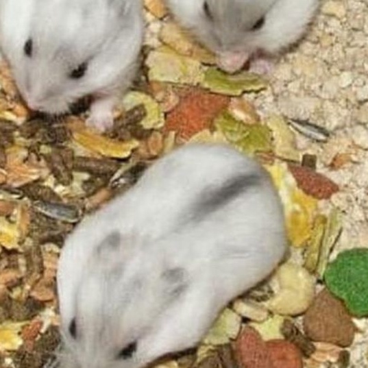 Hamster Winter White JINAK Kirim Seluruh INDONESIA LUAR KOTA BISA AMAN Segala Usia Jinak Murah Bekal dan Makanan