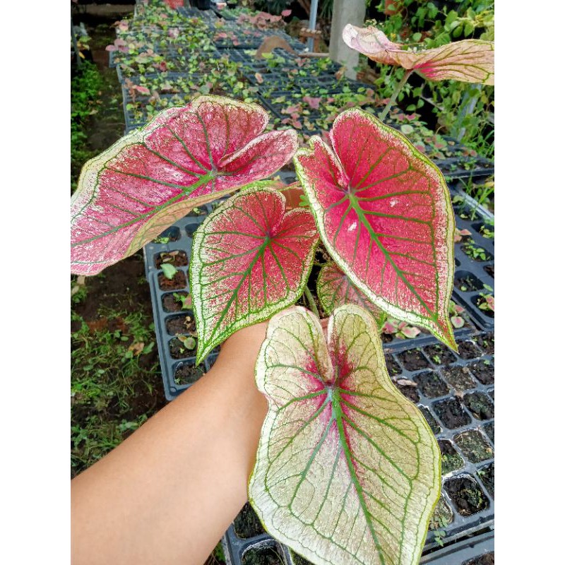 caladium Red Ceria Daun tunggal anakan