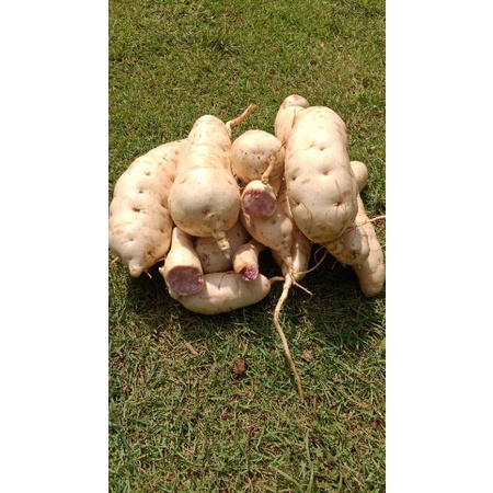 Bibit stek ubi jalar Antin 1, ubi jalar ungu kulit putih daging ungu