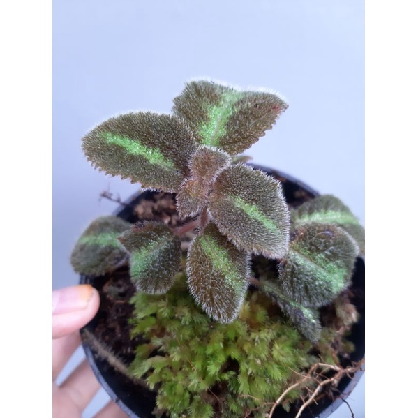 Episcia Blue Nile
