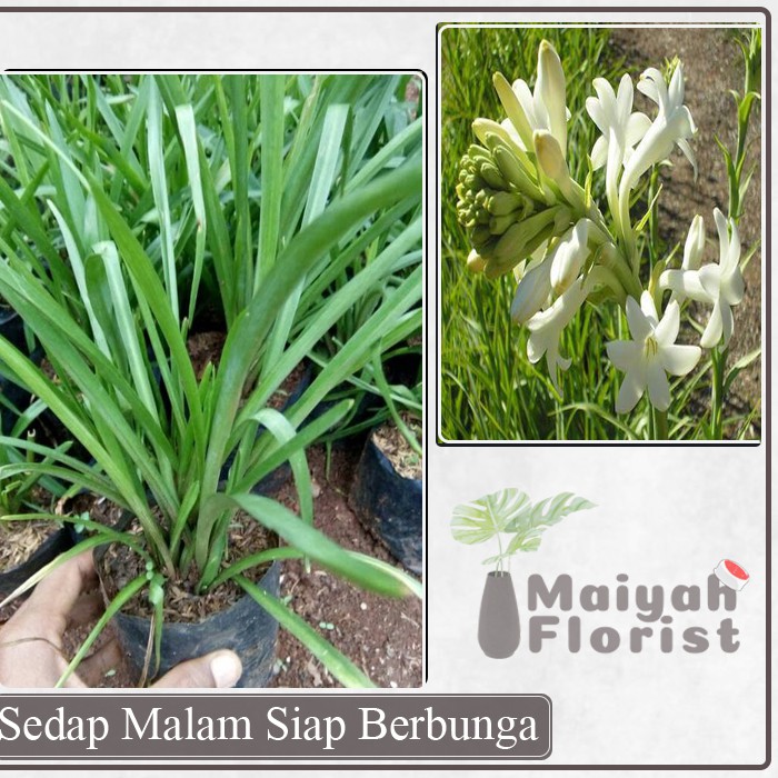 Sedap Malam Siap Berbunga - Polianthes Tuberosa - Tanaman Hias