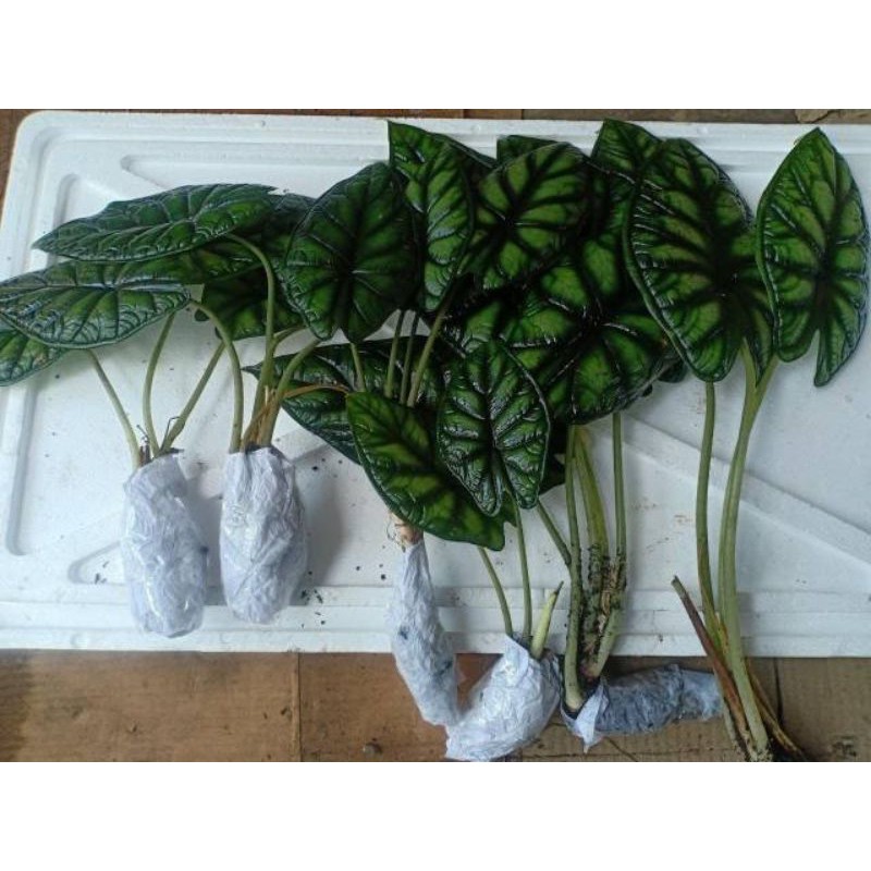 alocasia dragon baginda scale 3 daun