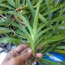 Anggrek Ekor tupai Anggrek Retusa Anggrek spesies jawa anggrek spesies murah