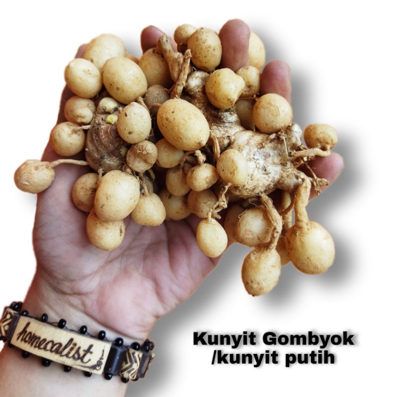 kunyit putih 1kg - kunyit putih segar - kunyit putih asli - kunyit gombyok