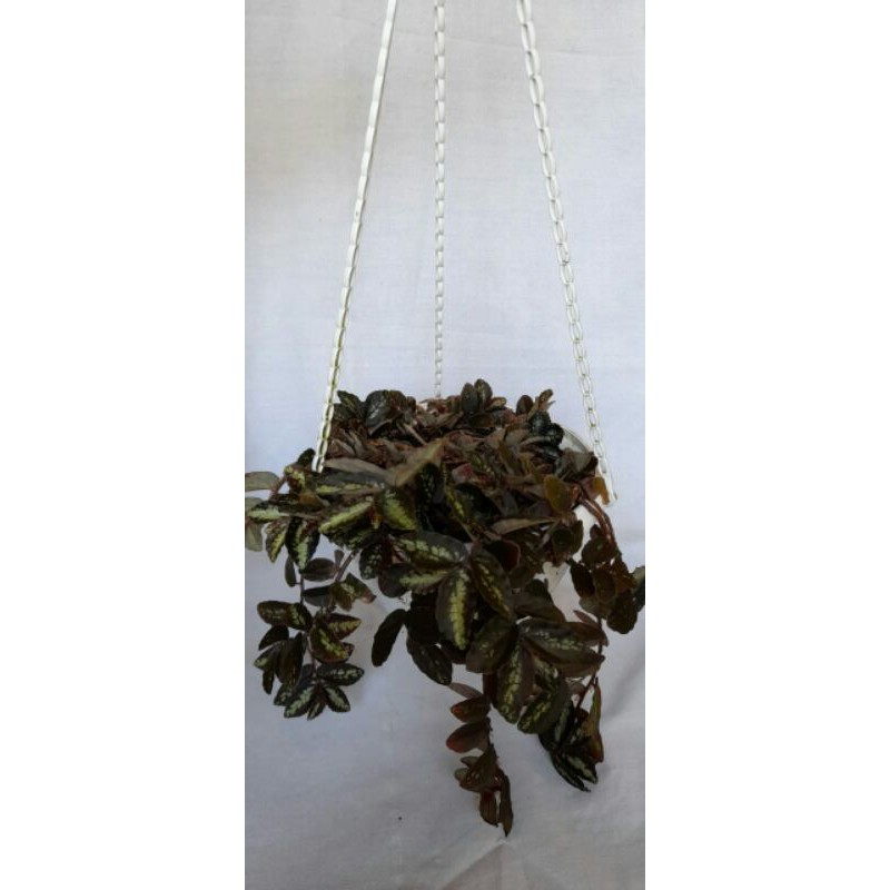 tanaman gantung rimbun