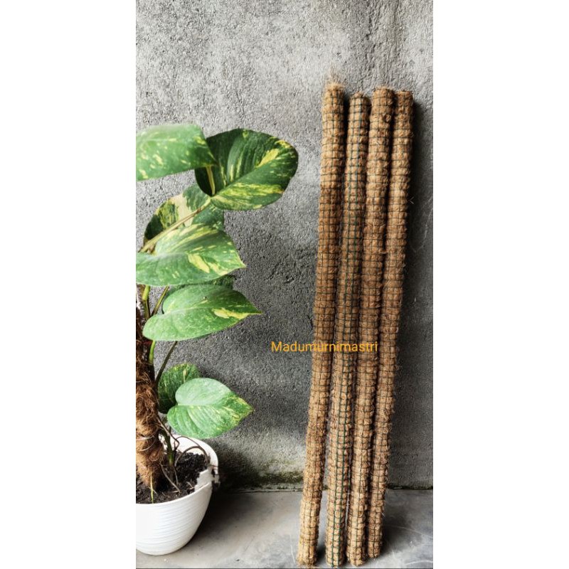 Turus panjang 90 Cm sabut kelapa penyangga tanaman bunga rambat. Murah produksi sendiri