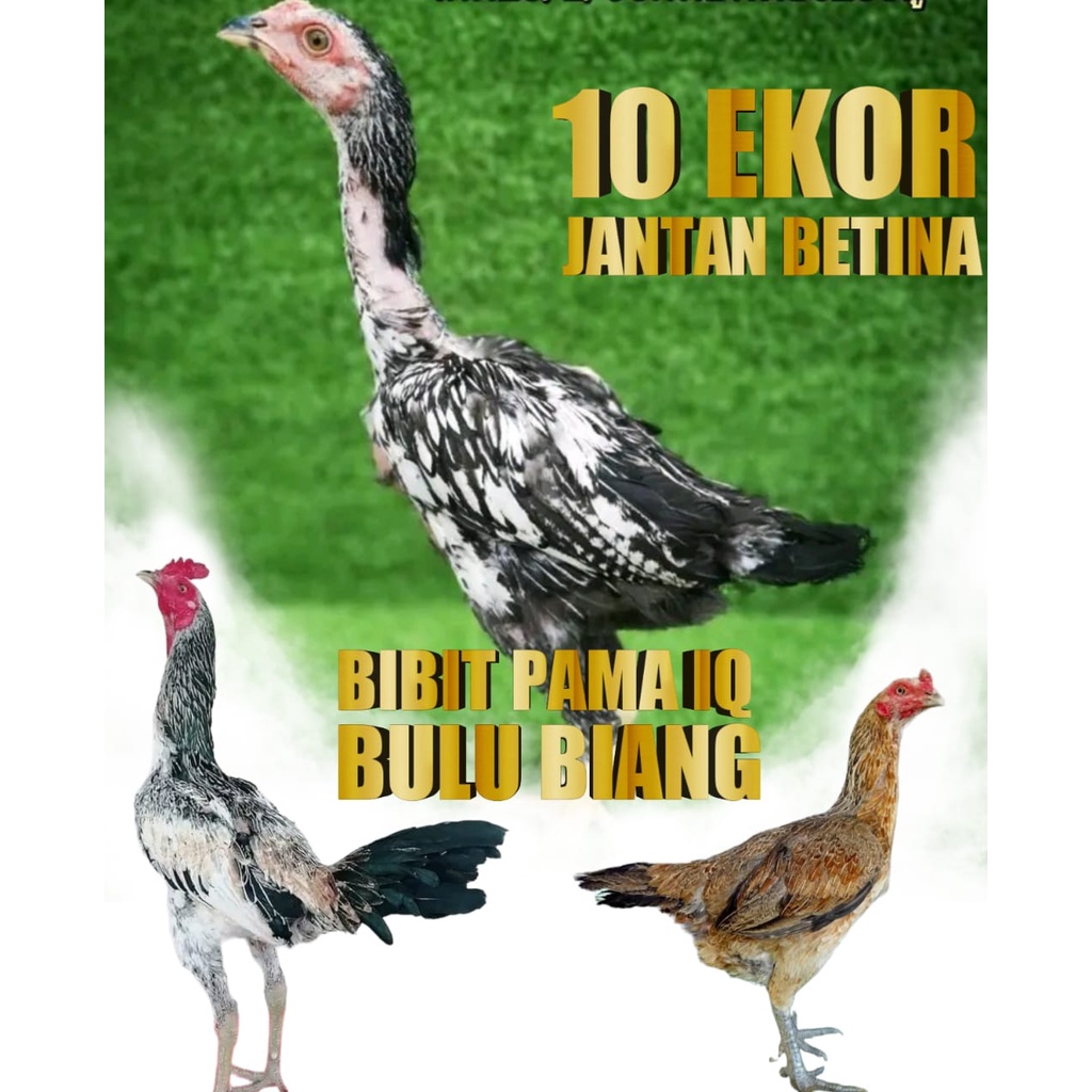 ayam bangkok atreet super jalu pama modern bibit bulu biang 10 biji