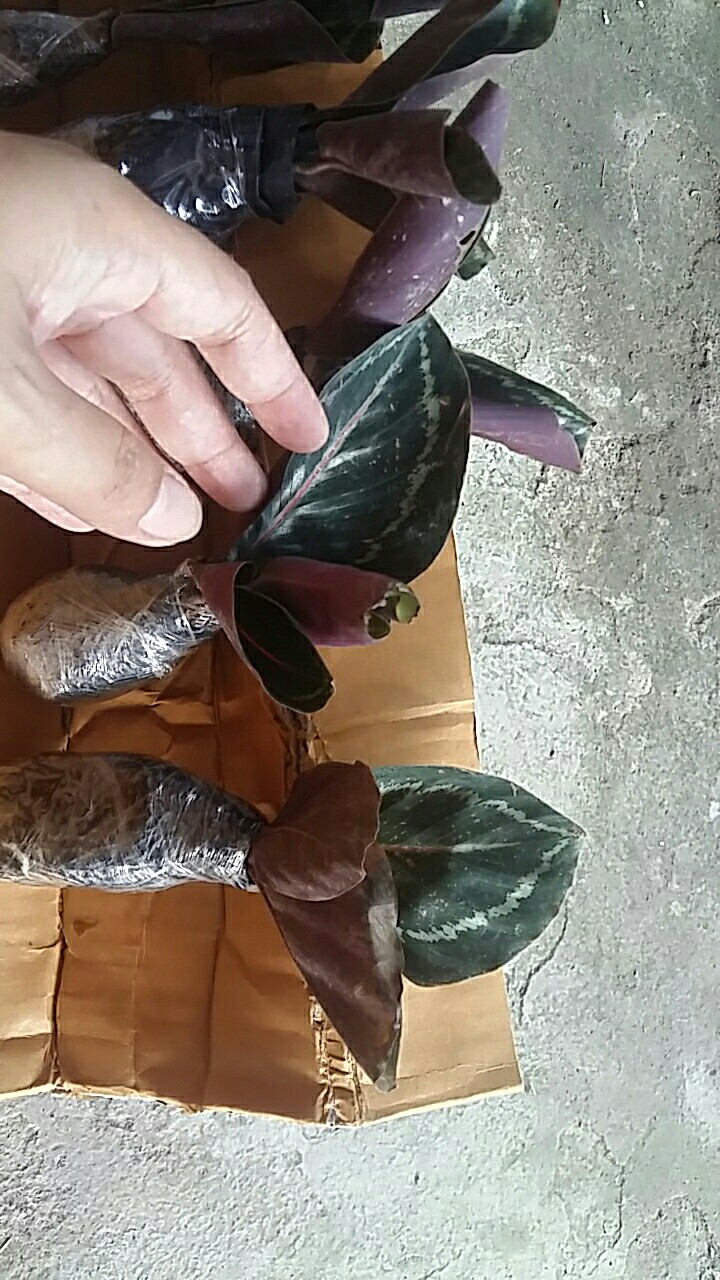 Tanaman Hias Calathea Green Lipstik