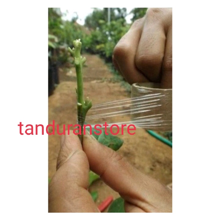 Cutting entres mangga Cutting entres mangga varietas valid