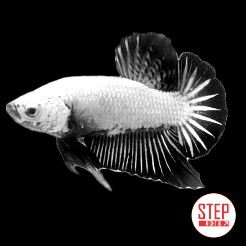 Beli Ikan Cupang Plakat Black Dragon Black Mamba Seetracker Indonesia