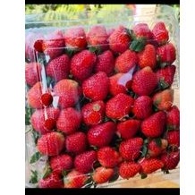 

stroberi fresh