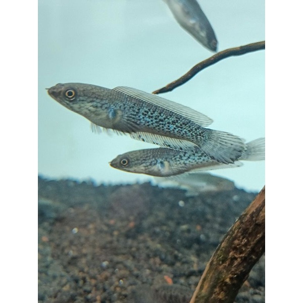 Stewarti black galaxy 6cm