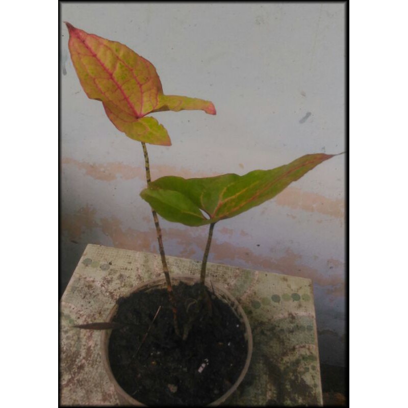 Anakan Keladi Papua _ Alokasia Black Jack _ Spermajohnstonii