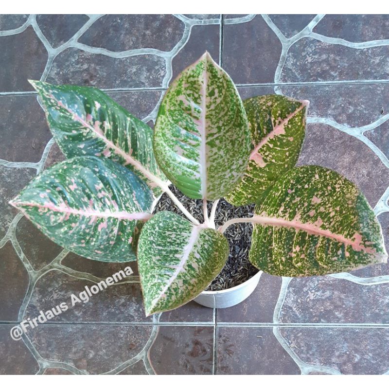 Aglonema Shinta / Sinta