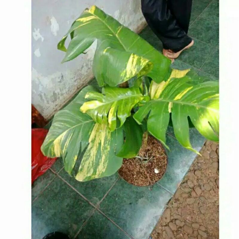 monstera sirih gading jumbo