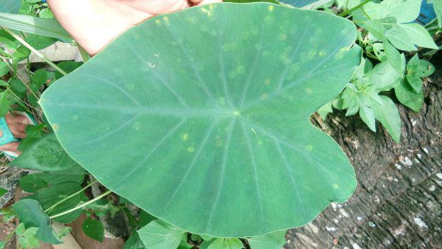 Obeng Gagang Karet 6mmx125mmx150mm Tekiro