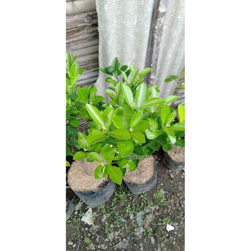 bibit jeruk lemon cui/monde