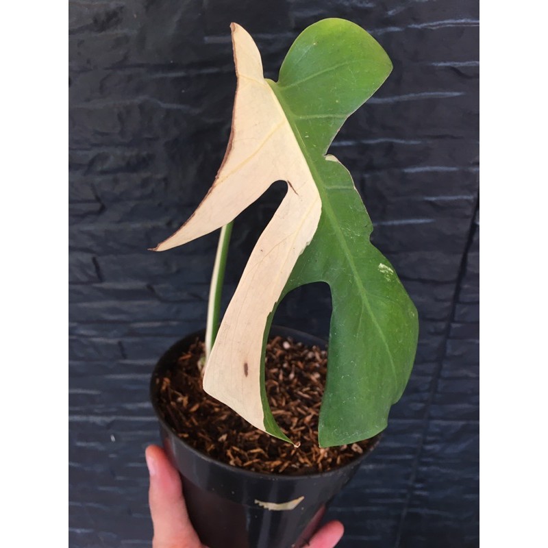 monstera variegata/ monstera vairgata halfmoon