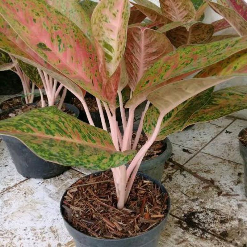 TANAMAN HIAS AGLONEMA BIGROY INDUKAN