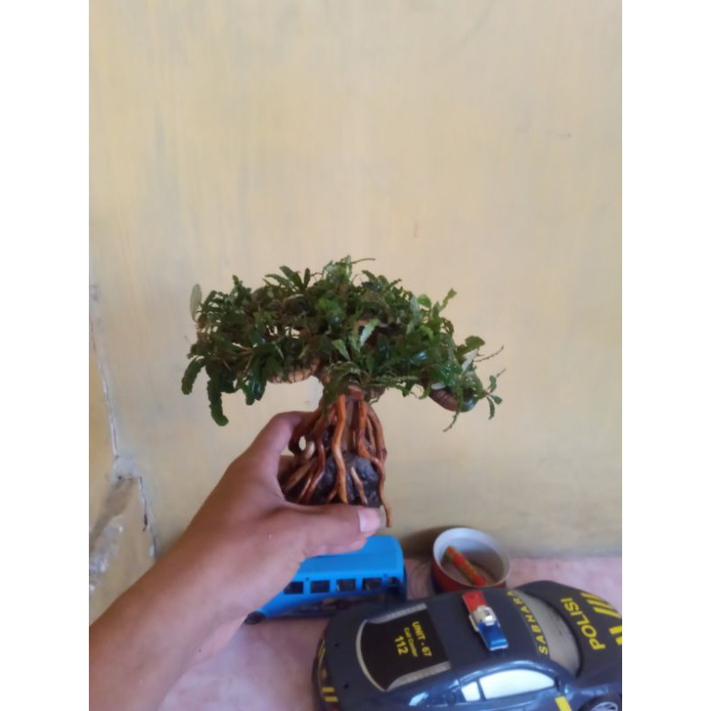  bonsai  mini buce  palandra Shopee Indonesia