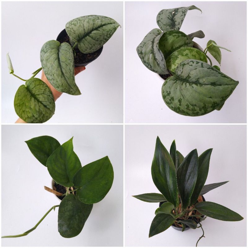 Aneka Scindapsus : Exotica | Argyraeus | Jade Satin | Treubii dark